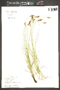 Carex praegracilis image