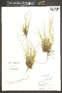 Carex pityophila image