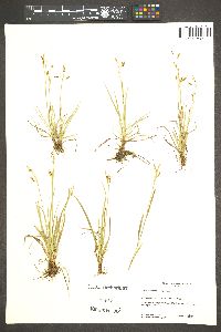 Carex capillaris image