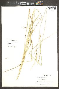 Carex kelloggii image