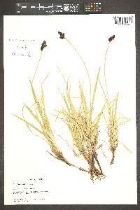 Carex albonigra image