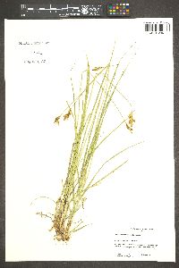 Carex wootonii image