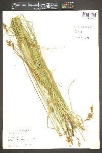 Carex wootonii image