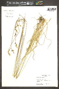 Carex wootonii image