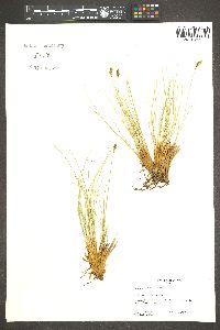 Carex elynoides image