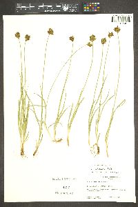 Carex ebenea image