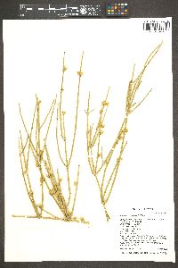 Ephedra torreyana image