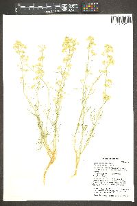 Lepidium fremontii image