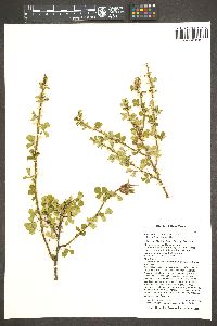 Rosa stellata image