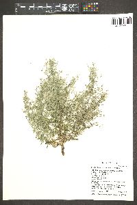 Johnstonella racemosa image