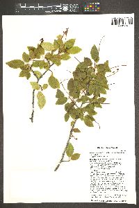 Prunus serotina subsp. virens image