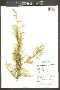 Juniperus osteosperma image