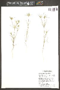 Linanthus bigelovii image