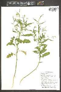 Thelypodium wrightii image