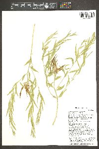 Amsonia tomentosa image