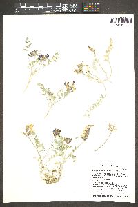 Astragalus calycosus image