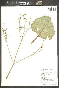 Anulocaulis leiosolenus var. leiosolenus image