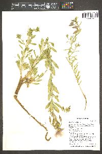 Oenothera pallida image