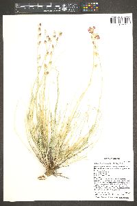 Sphaeralcea leptophylla image