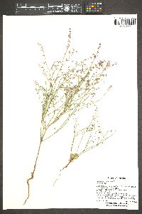 Eriogonum deflexum image