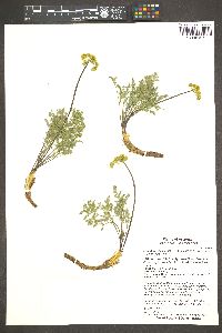 Lomatium dissectum image