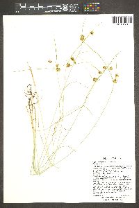 Cyperus dipsaceus image