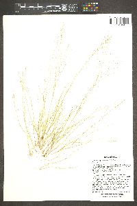 Muhlenbergia eludens image