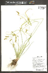 Cyperus mutisii image