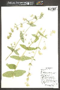 Brickellia betonicifolia image