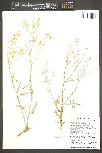 Lepidium montanum image