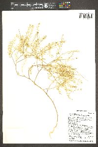 Lepidium lasiocarpum image