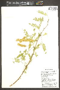 Prosopis glandulosa image