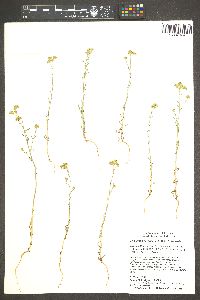 Cryptantha nevadensis image