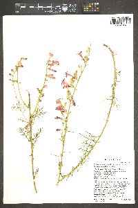 Ipomopsis aggregata subsp. formosissima image