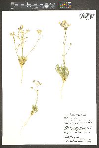 Gilia flavocincta image