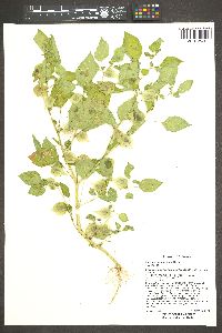 Physalis subulata var. neomexicana image