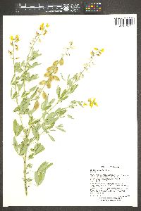 Crotalaria pumila image