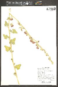 Sphaeralcea emoryi image