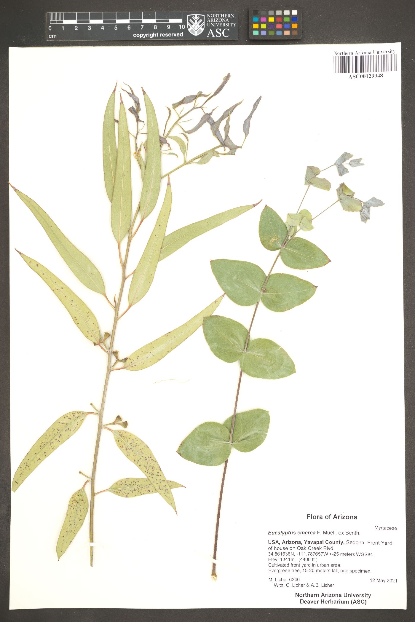 Eucalyptus cinerea image