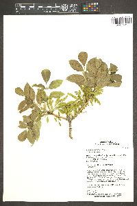 Fraxinus velutina image