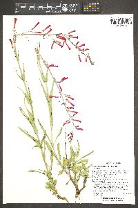 Penstemon subulatus image