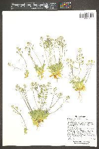 Draba cuneifolia image