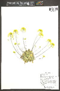 Draba asprella image