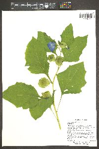 Nicandra physaloides image