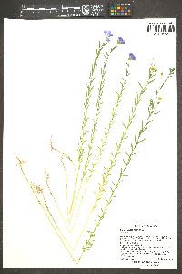 Linum usitatissimum image