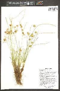 Cyperus acuminatus image