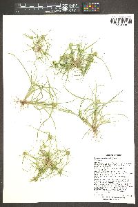 Cyperus michelianus image