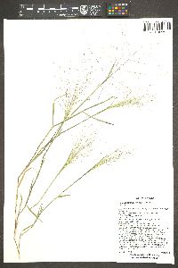 Digitaria pubiflora image