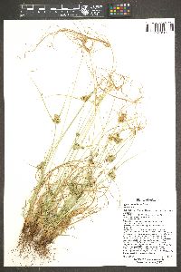 Cyperus retroflexus image