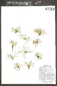 Cyperus subsquarrosus image